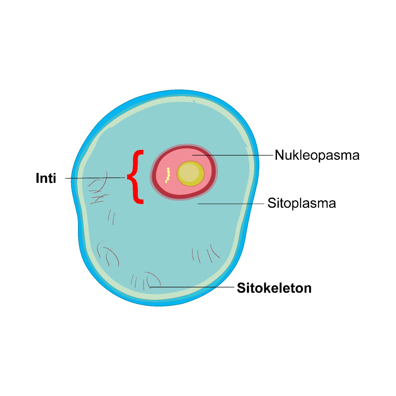 Apakah fungsi dari bagian protoplasma berikut